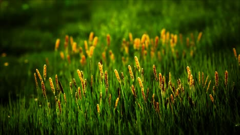 Feld-Mit-Grünem-Gras-Und-Wilden-Blumen-Bei-Sonnenuntergang