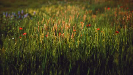 Feld-Mit-Grünem-Gras-Und-Wilden-Blumen-Bei-Sonnenuntergang