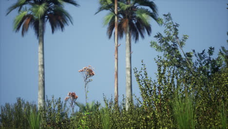 Tropische-Palmen-Und-Gras-An-Sonnigen-Tagen