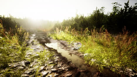 countryside-road-in-summer-morning
