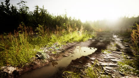 Puddles-and-mud-and-green-grass-on-a-dirt-road