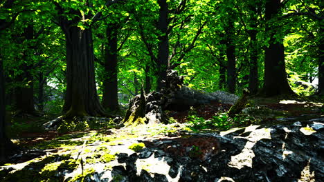 Forest-landscape-with-old-massive-trees-and-mossy-stones