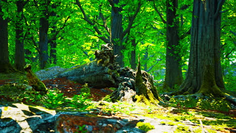 Grüne-Waldlandschaft-Mit-Der-Sonne,-Die-Wunderschöne-Strahlen-Durch-Das-Laub-Wirft