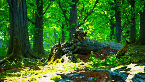 Forest-landscape-with-old-massive-trees-and-mossy-stones