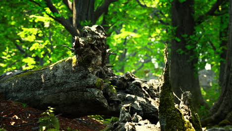 Trunk-and-stone-covered-with-a-green-moss
