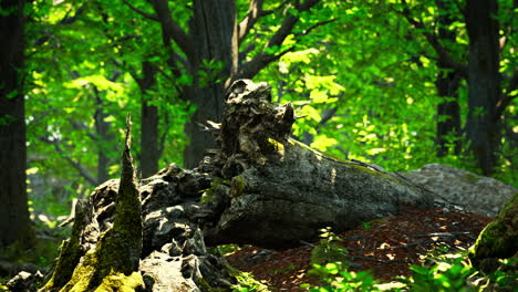 Waldlandschaft-Mit-Alten-Massiven-Bäumen-Und-Moosigen-Steinen