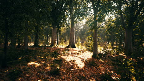 Bosque-De-Hayas-Brumoso-En-La-Ladera-De-La-Montaña-En-Una-Reserva-Natural