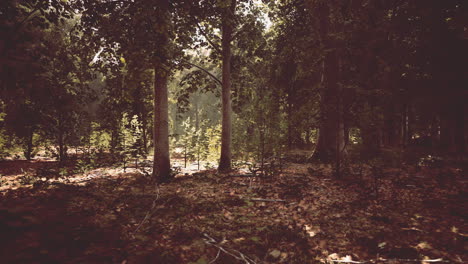 Dicker-Dunkler-Wald-Mit-Moos-Und-Durchscheinenden-Sonnenstrahlen