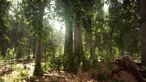 Sun-beams-through-thick-trees-branches-in-dense-green-forest
