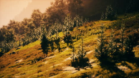 Herbstwald-Auf-Grünen-Felsigen-Hügeln