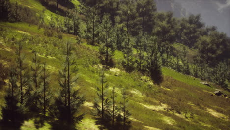 Bosque-De-Otoño-En-Verdes-Colinas-Rocosas