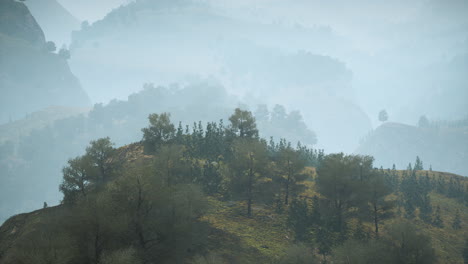 Bäume-Auf-Der-Wiese-Zwischen-Hügeln-Mit-Wald-Im-Nebel