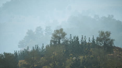 árboles-En-Pradera-Entre-Laderas-Con-Bosque-En-Niebla