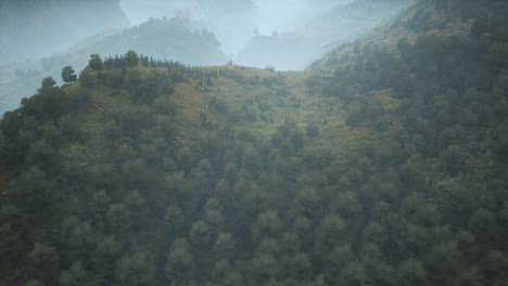 trees-on-meadow-between-hillsides-with-forest-in-fog