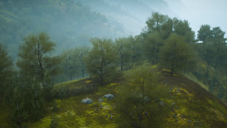 Kleine-Grüne-Bäume-Auf-Hügeln-Im-Nebel