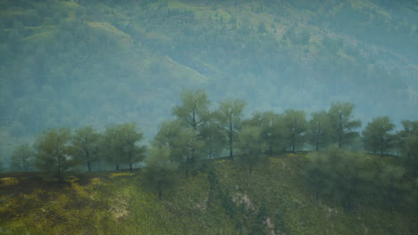 small-green-trees-on-hills-in-fog