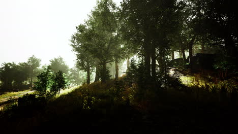 Hyperlapse-in-a-summer-forest-in-fog