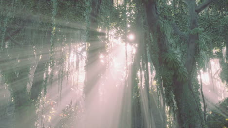 misty-rainforest-and-bright-sun-beams-through-trees-branches