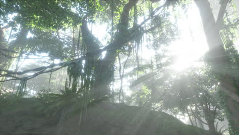 Foto-In-Einem-Regenwald,-Der-Mit-Hellgrünem-Moos-Bedeckt-Ist