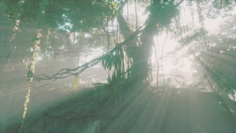 Foto-Dentro-De-Una-Selva-Tropical-Cubierta-De-Musgo-Verde-Brillante