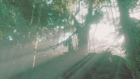 Exuberante-Selva-Tropical-Con-Niebla-Matutina