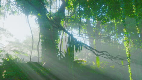 Lush-rain-forest-with-morning-fog