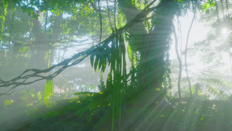 Foto-Dentro-De-Una-Selva-Tropical-Cubierta-De-Musgo-Verde-Brillante
