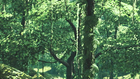 Sonnenstrahlen-Scheinen-Durch-Den-Grünen-Wald