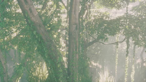 Dschungelwaldbäume-Im-Tiefen-Nebel