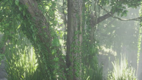 Dschungelwaldbäume-Im-Tiefen-Nebel