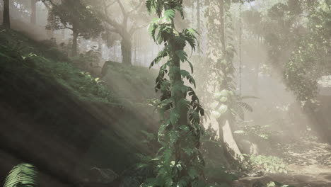 Dense-Tropical-Rainforest-With-Morning-Fog
