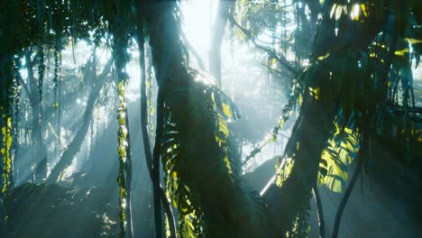 Selva-Tropical-Profunda-Selva-Tropical-En-La-Niebla