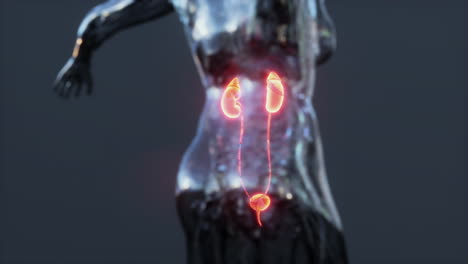 Kidney-health-care-concept-with-transparent-body