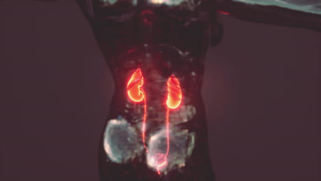 Nierengesundheitskonzept-Mit-Transparentem-Körper