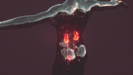 Human-Body-with-Kidneys-and-Urinary-Bladder