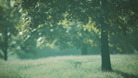 Großer-Ahornbaum-Mit-Grünen-Blättern-An-Einem-Sommertag