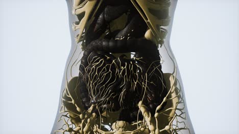 Detaillierte-Anatomie-Des-Menschlichen-Verdauungssystems