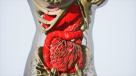 detailed-human-digestive-system-anatomy
