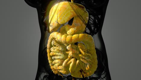 Anatomía-Detallada-Del-Sistema-Digestivo-Humano