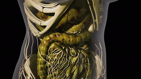 Detaillierte-Anatomie-Des-Menschlichen-Verdauungssystems