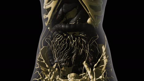 Anatomía-Detallada-Del-Sistema-Digestivo-Humano