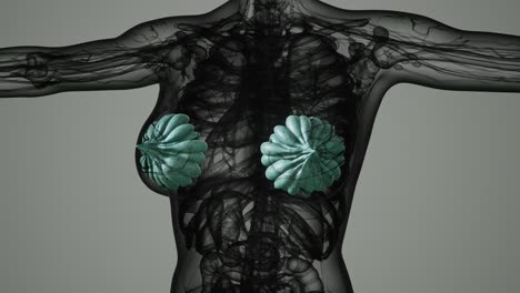 Medizinischer-Scan-Von-Brustkrebs-Bei-Frauen