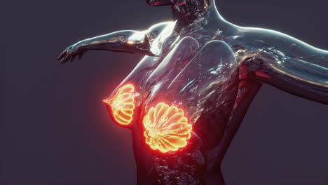 Wissenschaftliche-Anatomie-Des-Menschlichen-Körpers-Mit-Leuchtender-Brustdrüse