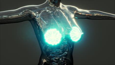 science-anatomy-of-human-body-with-glow-mammary-gland