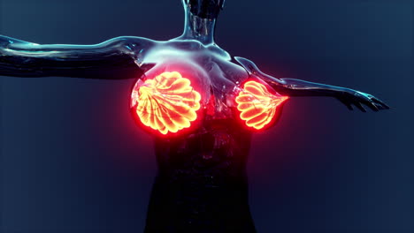 Wissenschaftliche-Anatomie-Des-Menschlichen-Körpers-Mit-Leuchtender-Brustdrüse