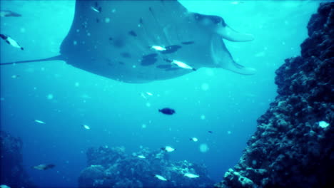 Mantarochen-Filterfütterung-über-Einem-Korallenriff-Im-Blauen-Komodo-Gewässer