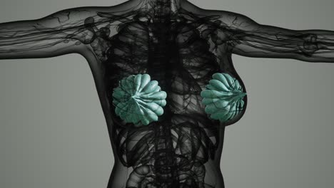 Medizinischer-Scan-Von-Brustkrebs-Bei-Frauen