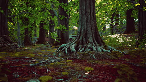 Large-and-long-tree-roots-with-moss