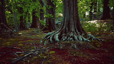 Roots-of-an-old-tree-overgrown-with-moss