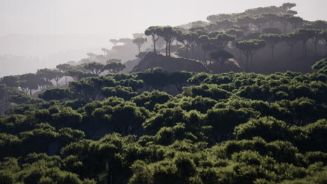 árboles-De-Acacia-Dispersos-Distantes-Que-Cubren-Las-Colinas-En-El-Paisaje-Africano-En-Namibia